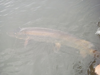 Hayward Wisconsin Musky Fishing Guide Service
